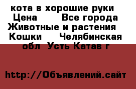 кота в хорошие руки › Цена ­ 0 - Все города Животные и растения » Кошки   . Челябинская обл.,Усть-Катав г.